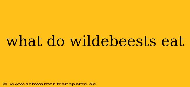 what do wildebeests eat