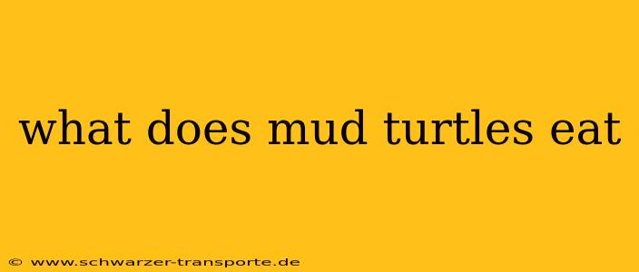 what does mud turtles eat