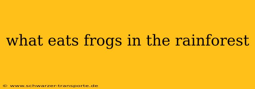 what eats frogs in the rainforest