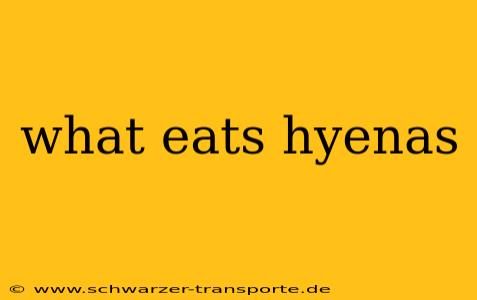 what eats hyenas