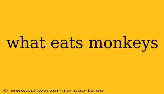 what eats monkeys