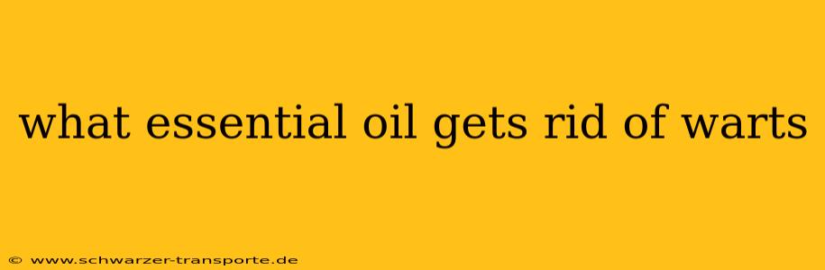what essential oil gets rid of warts