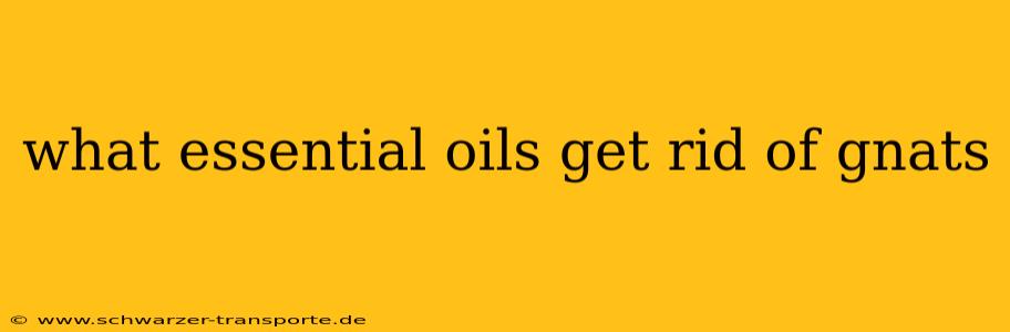 what essential oils get rid of gnats