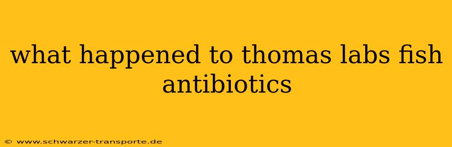 what happened to thomas labs fish antibiotics