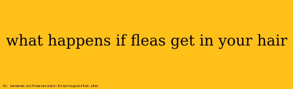 what happens if fleas get in your hair
