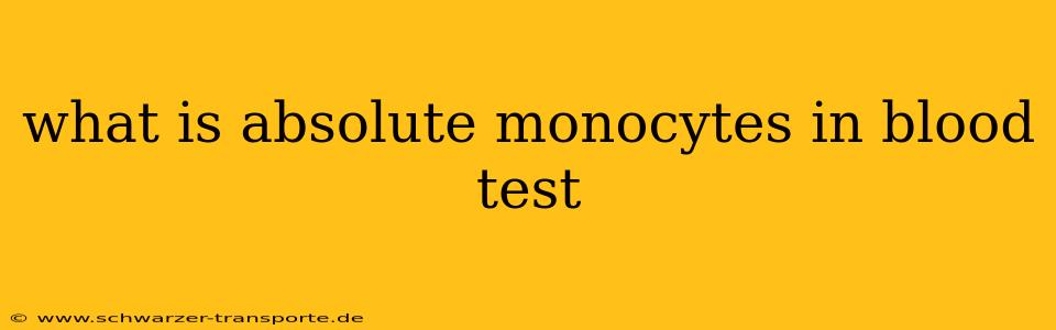 what is absolute monocytes in blood test