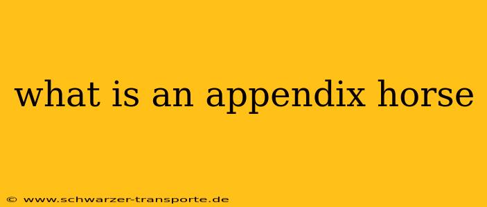 what is an appendix horse