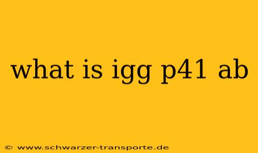 what is igg p41 ab