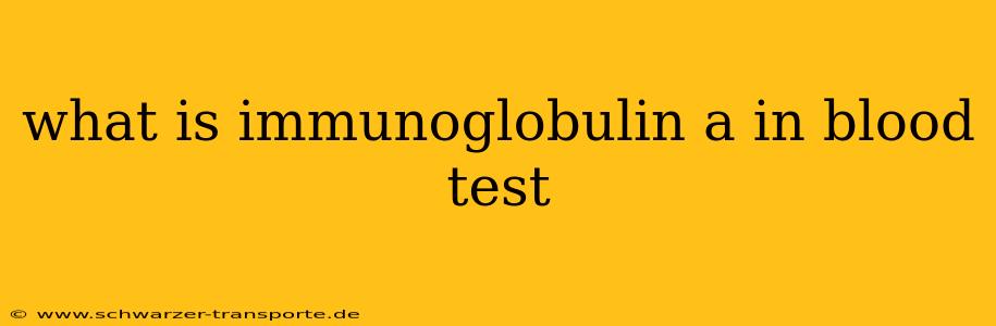 what is immunoglobulin a in blood test