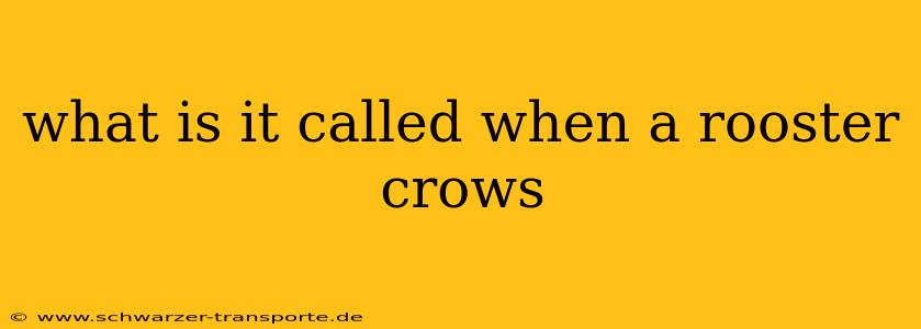 what is it called when a rooster crows