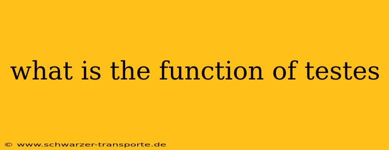 what is the function of testes
