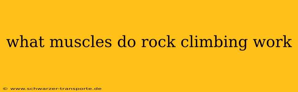 what muscles do rock climbing work