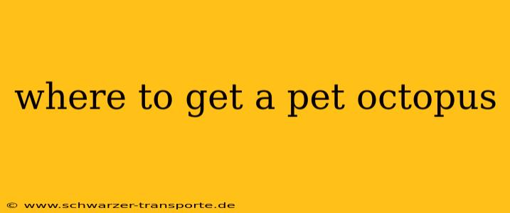 where to get a pet octopus