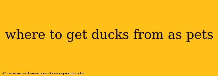 where to get ducks from as pets