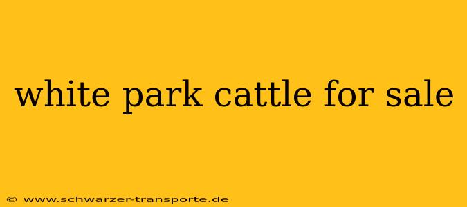white park cattle for sale