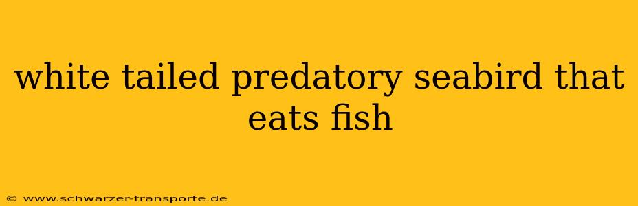 white tailed predatory seabird that eats fish
