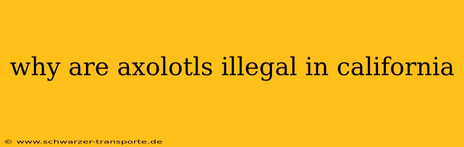 why are axolotls illegal in california