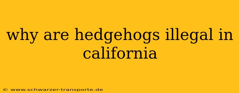 why are hedgehogs illegal in california
