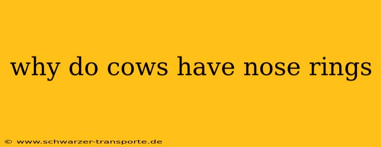 why do cows have nose rings