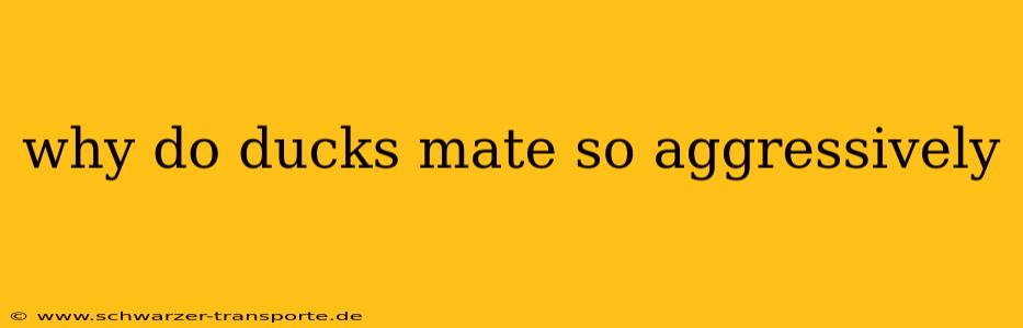 why do ducks mate so aggressively