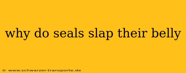 why do seals slap their belly