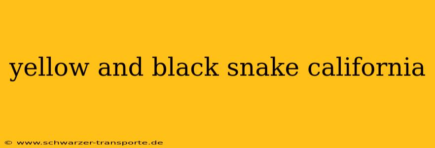 yellow and black snake california